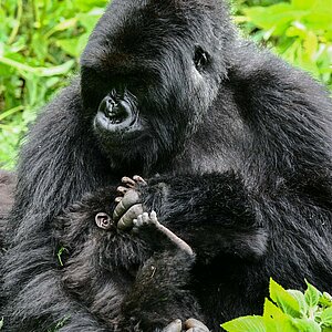 Group 13 - Gorilla Mutter und Baby