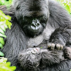 Group 13 - Gorilla Mutter und Baby