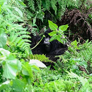 Susa Group - Gorilla Jungtier