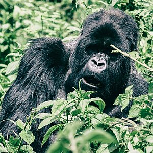 Group 13 - Gorilla Silberrücken sagt »Los geht's« 