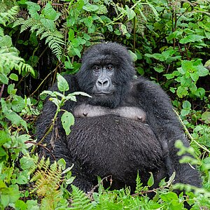 Susa Group - Gorilla Weibchen