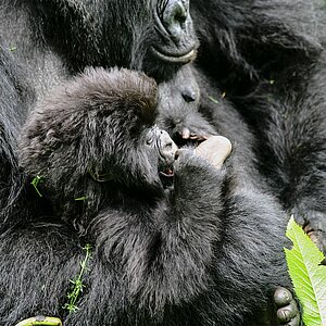 Group 13 - Gorilla Mutter und Baby