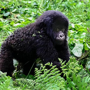 Susa Group - Gorilla Jungtier