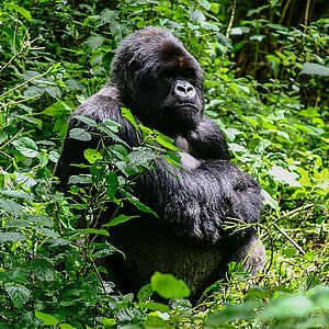 Group 13 - Gorilla Silberrücken