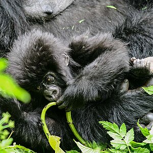 Group 13 - Gorilla Mutter und Baby