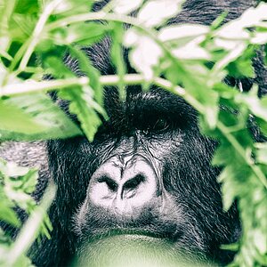 Group 13 - Gorilla Männchen - 2 Meter entfernt