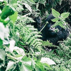 Susa Group - Gorilla Jungtier