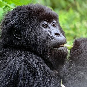 Group 13 - Gorilla Jungtier