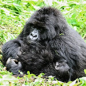 Group 13 - Gorilla Mutter und Baby