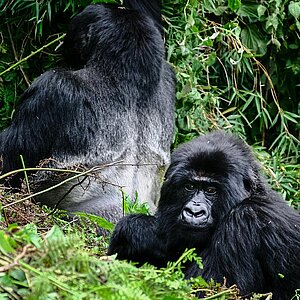 Susa Group - Gorilla Silberrücken