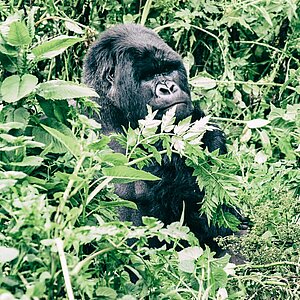 Group 13 - Gorilla Männchen