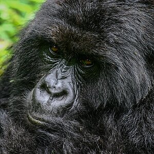 Group 13 - Gorilla Mutter