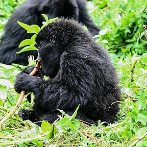 Group 13 - Gorilla Jungtier