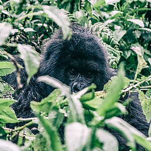 Susa Group - Gorilla