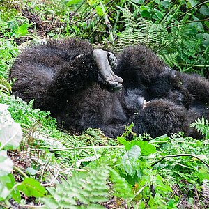 Susa Group - Gorilla Jungtiere spielen