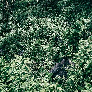 Group 13 - Gorillas wandern