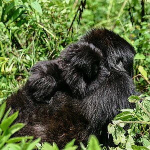 Group 13 - Gorilla Mutter mit Kind