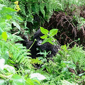 Susa Group - Gorilla Jungtier