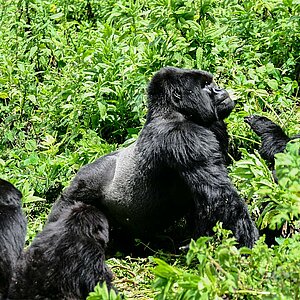 Group 13 - Gorilla Silberrücken