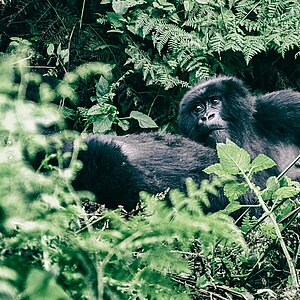 Susa Group - Gorilla Mutter