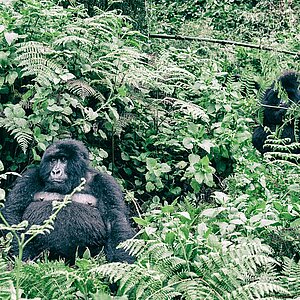 Susa Group - Gorillas