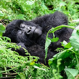 Susa Group - Gorilla träumt