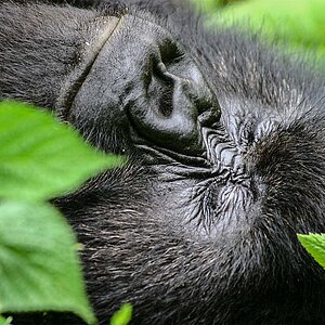 Group 13 - Gorilla relaxing