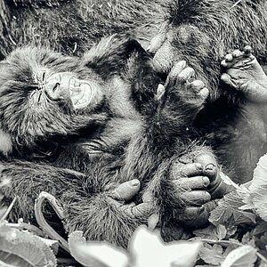Group 13 - Gorilla Mutter und Baby