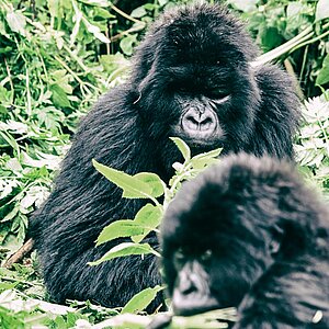 Group 13 - Ein Auge Gorilla