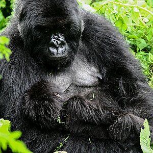 Group 13 - Gorilla Mutter und Baby