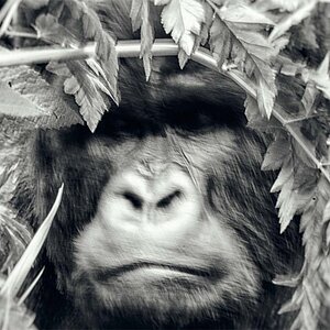 Group 13 - Gorilla Männchen - 2 Meter entfernt