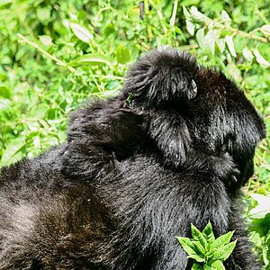 Group 13 - Gorilla Mutter mit Kind