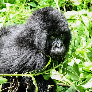 Group 13 - Gorilla Jungtier