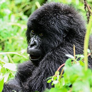 Group 13 - Gorilla Jungtier