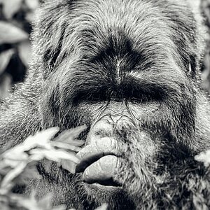 Group 13 - Gorilla Männchen