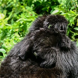 Group 13 - Gorilla Mutter mit Kind