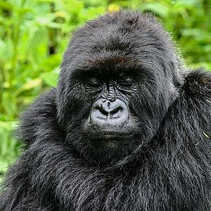 Group 13 - Gorilla Mutter