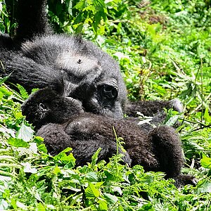 Susa Group - Gorilla Sonnenbad