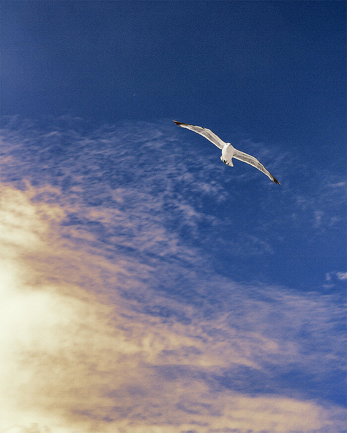 Skybird, Holland 2017