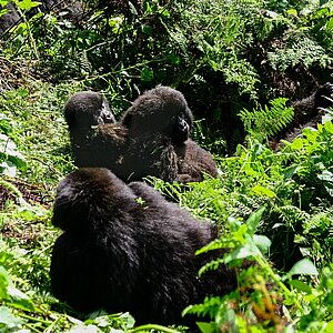 Susa Group - Gorilla lausen