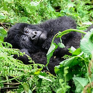 Susa Group - Gorilla träumt
