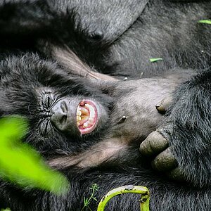 Group 13 - Gorilla Mutter und Baby