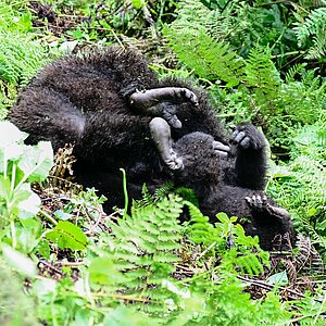 Susa Group - Gorilla Jungtiere spielen