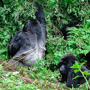 Susa Group - Gorilla Silberrücken