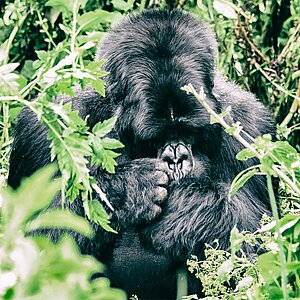 Group 13 - Gorilla Männchen