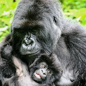 Group 13 - Gorilla Mutter und Baby