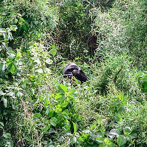 Susa Group - Gorilla Silberrücken in Baumkrone