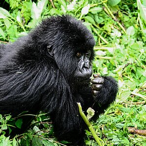 Group 13 - Gorilla Jungtier