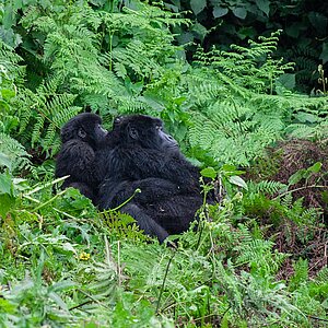 Susa Group - Gorilla lausen