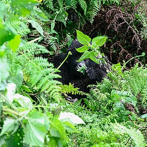 Susa Group - Gorilla Jungtier